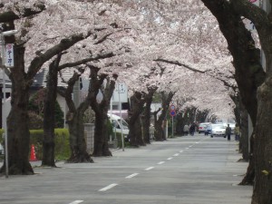 春の桜が丘通り