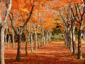 笹流ダムの紅葉