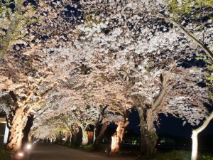 春の戸切地陣屋