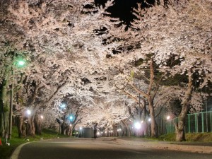 大野川沿い桜並木