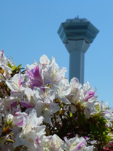 五稜郭公園のツツジ
