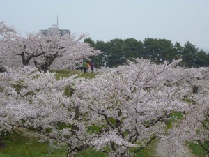 春の五稜郭公園