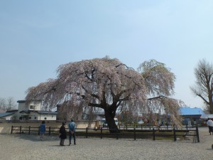 春の法亀寺